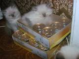 Кішки, кошенята Регдолл, ціна 600 Грн., Фото