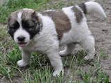Собаки, щенки Кавказская овчарка, цена 1500 Грн., Фото