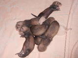 Тварини Фреткі, тхори, ціна 550 Грн., Фото