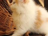Кішки, кошенята Highland Fold, ціна 2500 Грн., Фото