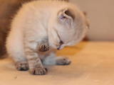 Кішки, кошенята Британська довгошерста, ціна 200 Грн., Фото
