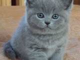 Кошки, котята Британская длинношёрстная, цена 600 Грн., Фото