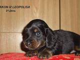 Собаки, щенки Длинношерстная миниатюрная такса, цена 4000 Грн., Фото