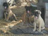 Собаки, щенки Бульмастиф, цена 4000 Грн., Фото