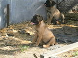 Собаки, щенята Бульмастиф, ціна 4000 Грн., Фото