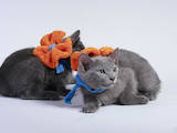 Кошки, котята Русская голубая, цена 3600 Грн., Фото