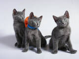 Кішки, кошенята Російська блакитна, ціна 3600 Грн., Фото