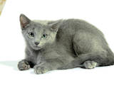 Кішки, кошенята Російська блакитна, ціна 3600 Грн., Фото