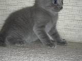 Кішки, кошенята Російська блакитна, ціна 10 Грн., Фото