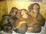 Собаки, щенки Длинношерстная такса, цена 2500 Грн., Фото