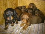 Собаки, щенки Длинношерстная такса, цена 2500 Грн., Фото