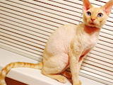 Кішки, кошенята Девон-рекс, ціна 628 Грн., Фото
