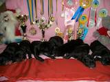 Собаки, щенки Немецкий дог, цена 5000 Грн., Фото