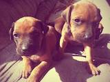 Собаки, щенки Родезийский риджбек, цена 1000 Грн., Фото