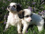 Собаки, щенки Китайская хохлатая собака, цена 800 Грн., Фото