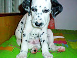 Собаки, щенята Далматин, ціна 1200 Грн., Фото