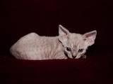 Кошки, котята Девон-рекс, цена 1400 Грн., Фото
