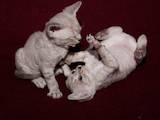 Кішки, кошенята Девон-рекс, ціна 1400 Грн., Фото