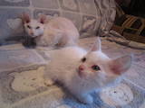 Кошки, котята Девон-рекс, цена 500 Грн., Фото