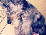 Собаки, щенята Малий пудель, ціна 500 Грн., Фото