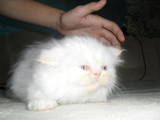 Кошки, котята Гималайская, цена 800 Грн., Фото