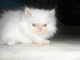 Кішки, кошенята Гімалайська, ціна 800 Грн., Фото