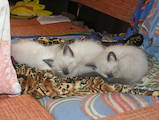 Кошки, котята Балинез, цена 250 Грн., Фото