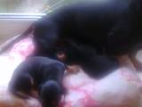Собаки, щенята Жорсткошерста мініатюрна такса, ціна 400 Грн., Фото