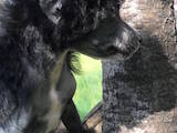 Собаки, щенята Китайська чубата собака, ціна 3500 Грн., Фото