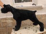 Собаки, щенята Різеншнауцер, ціна 4500 Грн., Фото