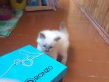 Кошки, котята Балинез, цена 300 Грн., Фото