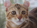 Кошки, котята Американский керл, цена 1000 Грн., Фото