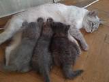 Кошки, котята Европейская короткошерстная, цена 2 Грн., Фото