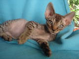 Кошки, котята Девон-рекс, цена 1800 Грн., Фото