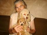 Собаки, щенята Той-пудель, ціна 2500 Грн., Фото