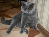 Кошки, котята Спаривание, цена 250 Грн., Фото