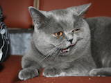 Кішки, кошенята Спаровування, ціна 250 Грн., Фото
