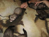 Тварини Фреткі, тхори, ціна 400 Грн., Фото
