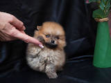 Собаки, щенята Малий шпіц, ціна 10000 Грн., Фото