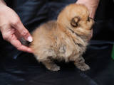 Собаки, щенята Малий шпіц, ціна 10000 Грн., Фото