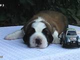 Собаки, щенята Сенбернар, ціна 5000 Грн., Фото