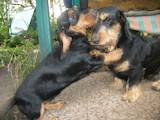 Собаки, щенята Жорсткошерста такса, ціна 2000 Грн., Фото
