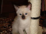 Кішки, кошенята Невськая маскарадна, ціна 500 Грн., Фото