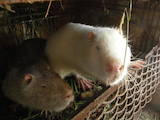 Грызуны Домашние крысы, цена 120 Грн., Фото