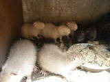 Грызуны Домашние крысы, цена 120 Грн., Фото