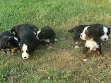 Собаки, щенки Бернская горная собака, цена 4500 Грн., Фото