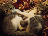 Кошки, котята Европейская короткошерстная, цена 1 Грн., Фото