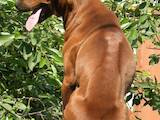Собаки, щенята Родезійського ріджбек, ціна 5000 Грн., Фото