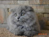 Кошки, котята Хайленд Фолд, цена 1000 Грн., Фото