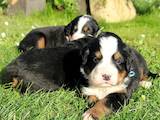 Собаки, щенки Большой Швейцарский зенненхунд, цена 4000 Грн., Фото